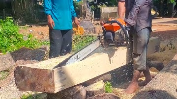 Incredible Stihl MS881 Cutting Down Super Quality Teak Tree Process Sawing Wood Tree Felling Videos
