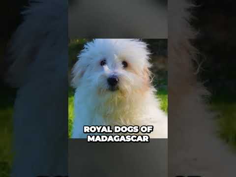 فيديو: هل يمكن أن يكون coton de tulear أسود؟