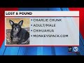 Lost and Pound: Charlie Chunk and Snowbelle