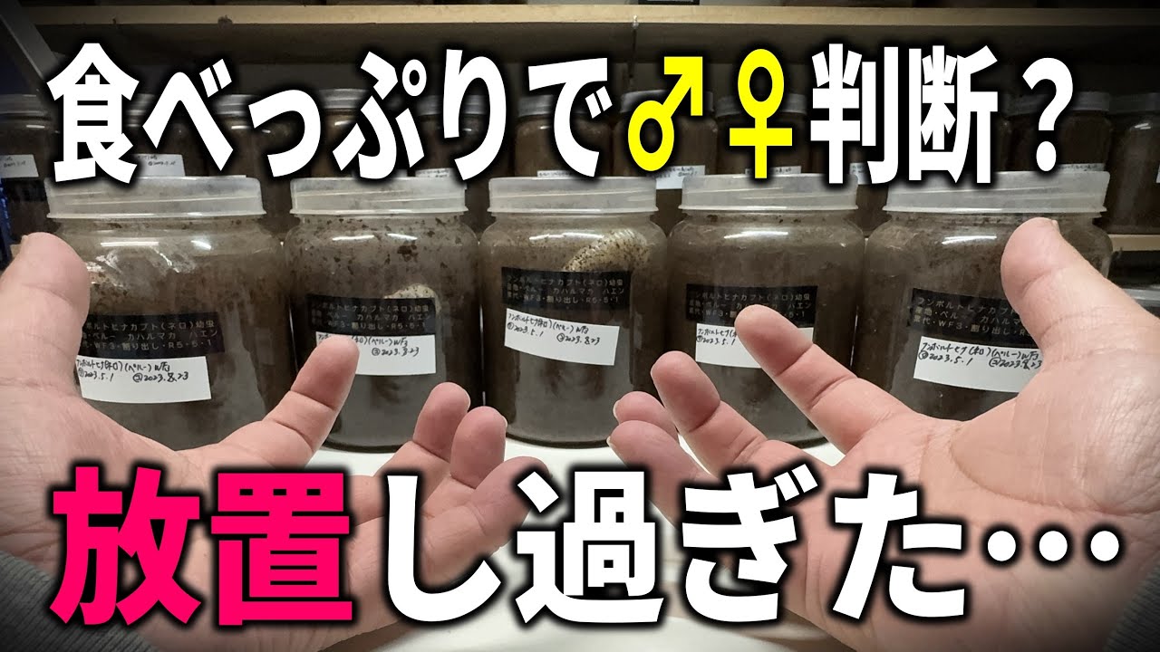 幼虫の食べっぷりで♂♀判断できるだと？放置しすぎた結果… - YouTube
