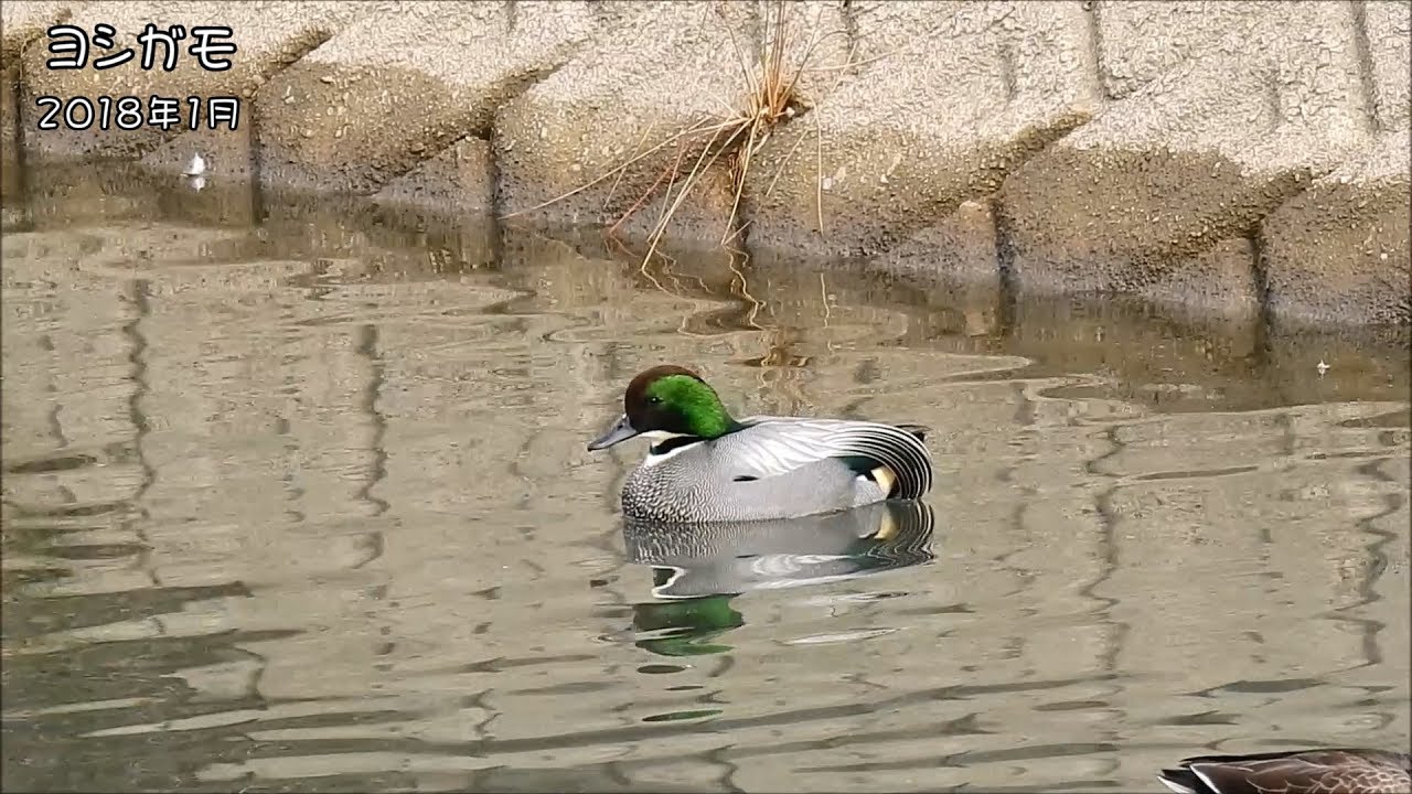 near threatened plants in world ヨシガモ Falcated duck (Anas falcata)【IUCN R.L NT】【狩猟鳥】