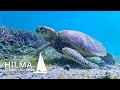 Waterfalls, lagoons, caves and so much more in beautiful Samoa, Ep 40 Hilma Sailing