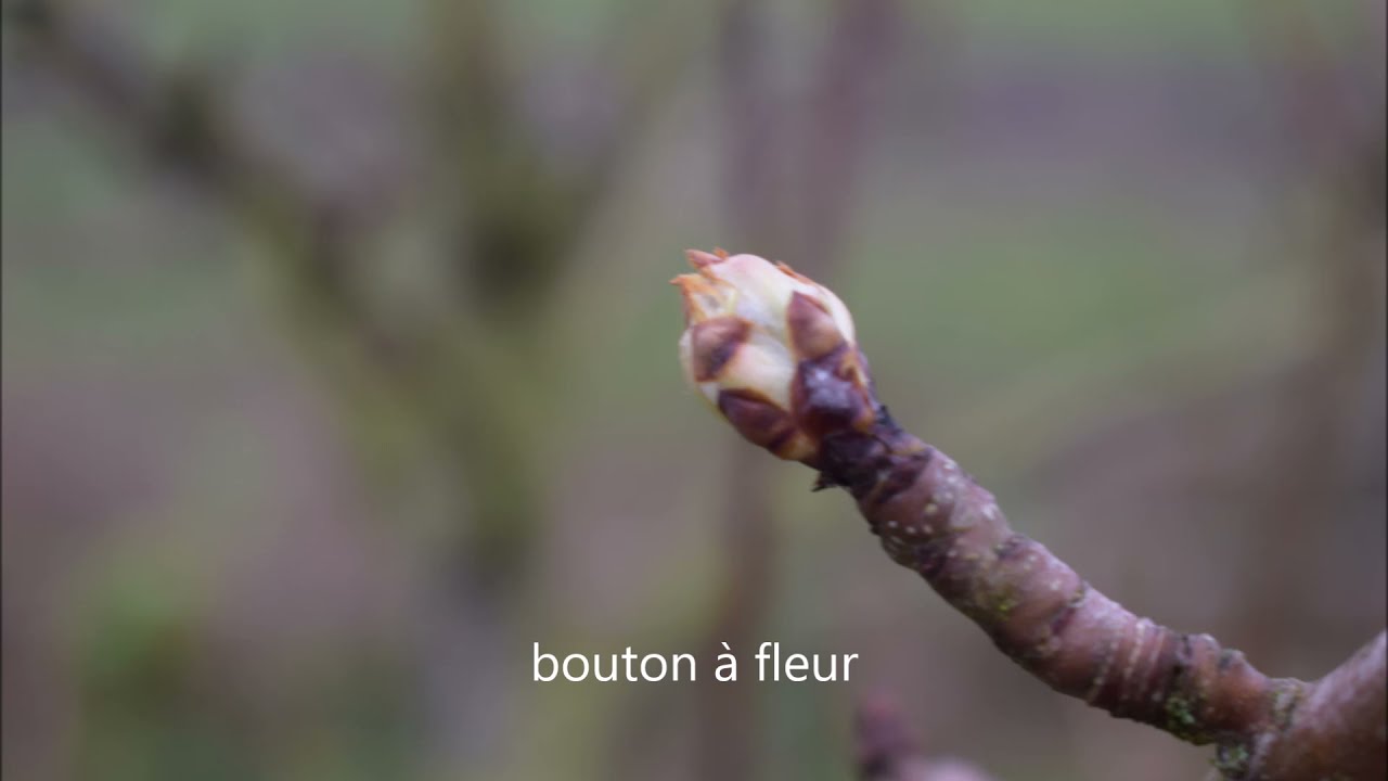 le poirier et la taille 