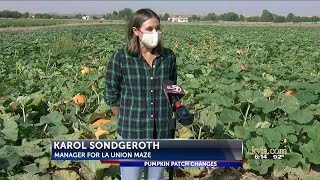 Pandemic altering the tradition at places like La Union Maze