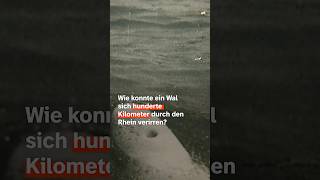 Der Wal vom Rhein – Deutschlands größtes Tiermysterium 🐋