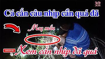 ⏯►Cắm câu cá lóc sau cơn mưa 🔊Bắt toàn cá đồng quá đã📍Cuộc Sống Miền Quê Mưu Sinh