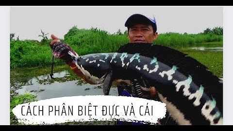 Briannguyen | Vừa nhìn là biết cá đực cá cái