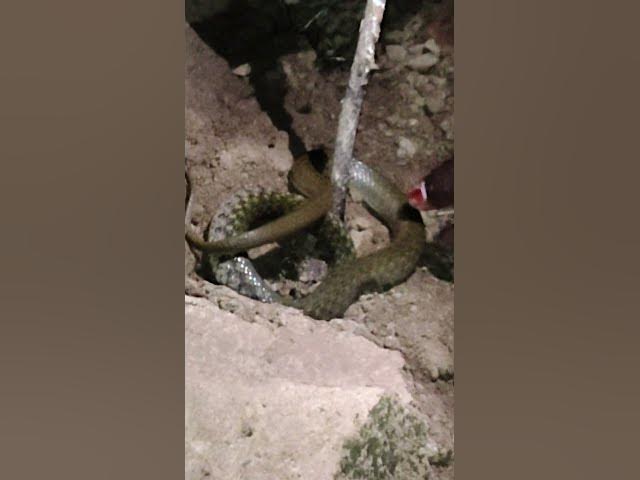 hot video viral #bhojpuri #khesari #song #bhojpurisong #bhokpurigana #bhojpurimusic #bhojapurihitson