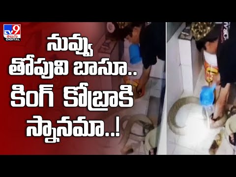 నువ్వు తోపువి బాసూ.. కింగ్‌ కోబ్రాకి స్నానమా..! - TV9
