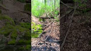 Natur Mitten In Der Stadt.