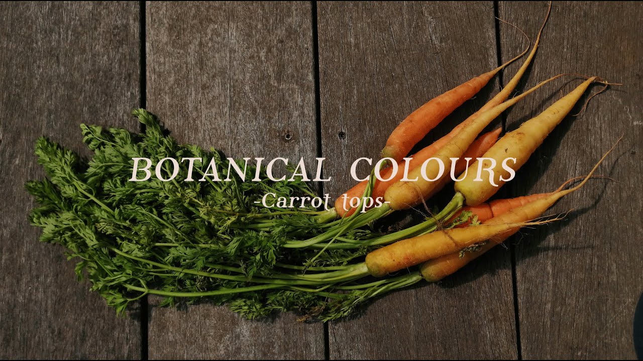 CARROT TOPS | How to NATURAL DYE with Carrot top | Easy way at HOME ...