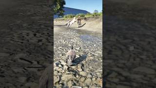 Don't take this seriously, it's a game play video.Ep189  #rdr2 #reddeadredemption #animals #gaming