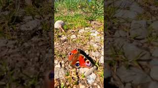 i remixed beabadoobee - glue song and chased a butterfly in switzerland