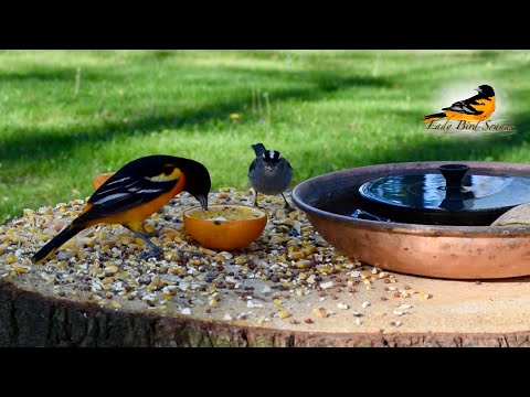 Lady bird Say the Sounds 一式 Lady bird Say the Sounds 一式