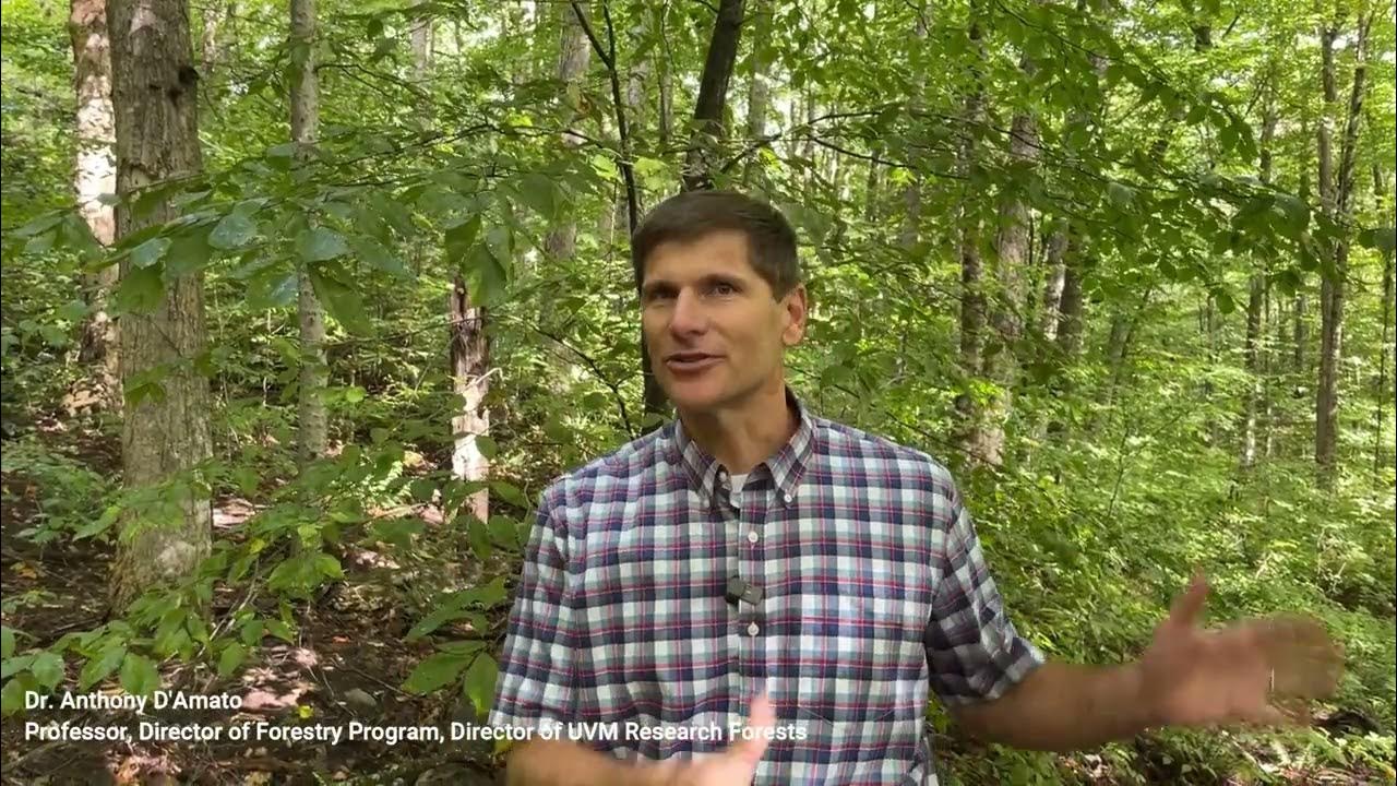 Sugarbush Management Structural diversity and biodiversity YouTube