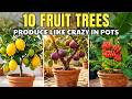 10 Fruit Trees That Produce The Most In Containers