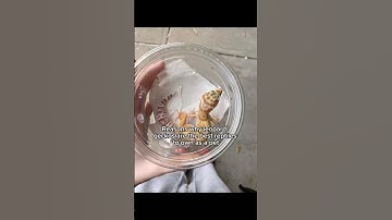 Do leopard geckos make good pets? #pets #reptiles #facts #care #leopardgecko #animals #education #fy