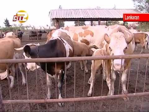 Video: Meksikada Hansı Heyvanlar Və Bitkilər Yaşayır