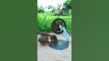 Best Creative Bird Trap Technique - Quail Trap #simple bird trap #shorts