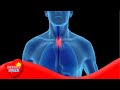 Understanding the Larynx and Vocal Folds