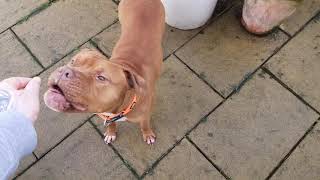 Red nose pitbull 2 years old