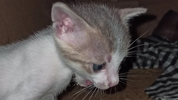 Watch the video about Cat funny 2024 | funny animal videos try not to laugh 2024 |funny animal compilation 2024 | meow mix