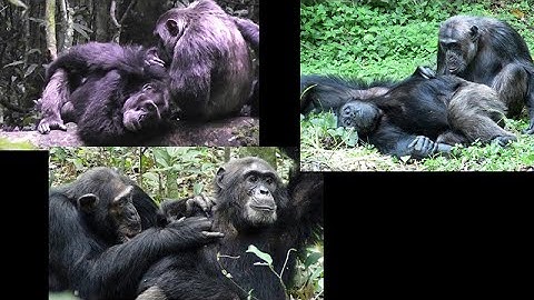 CARTA: The Role of Hunting in Anthropogeny - Ian Gilby David Watts Jill Pruetz