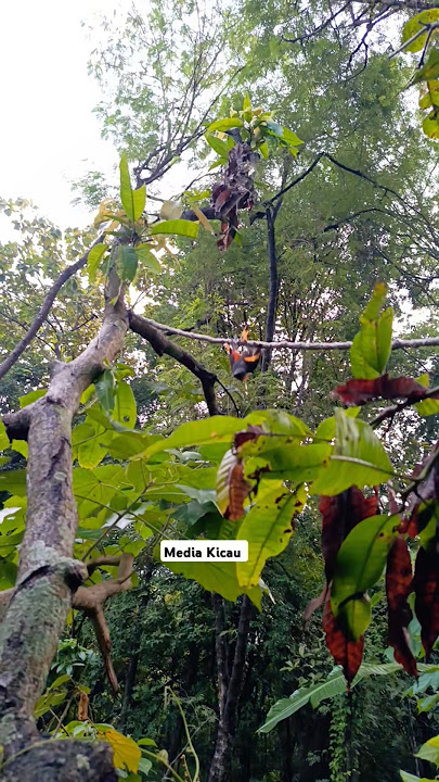 Suara pikat burung kecil ampuh ... Point burung mantenan jantan #burungkicaudialamliar #birds