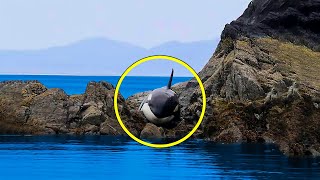 Orca Got Stuck and Cried for Hours. When Rescuers Arrived, Something Incredible Happens