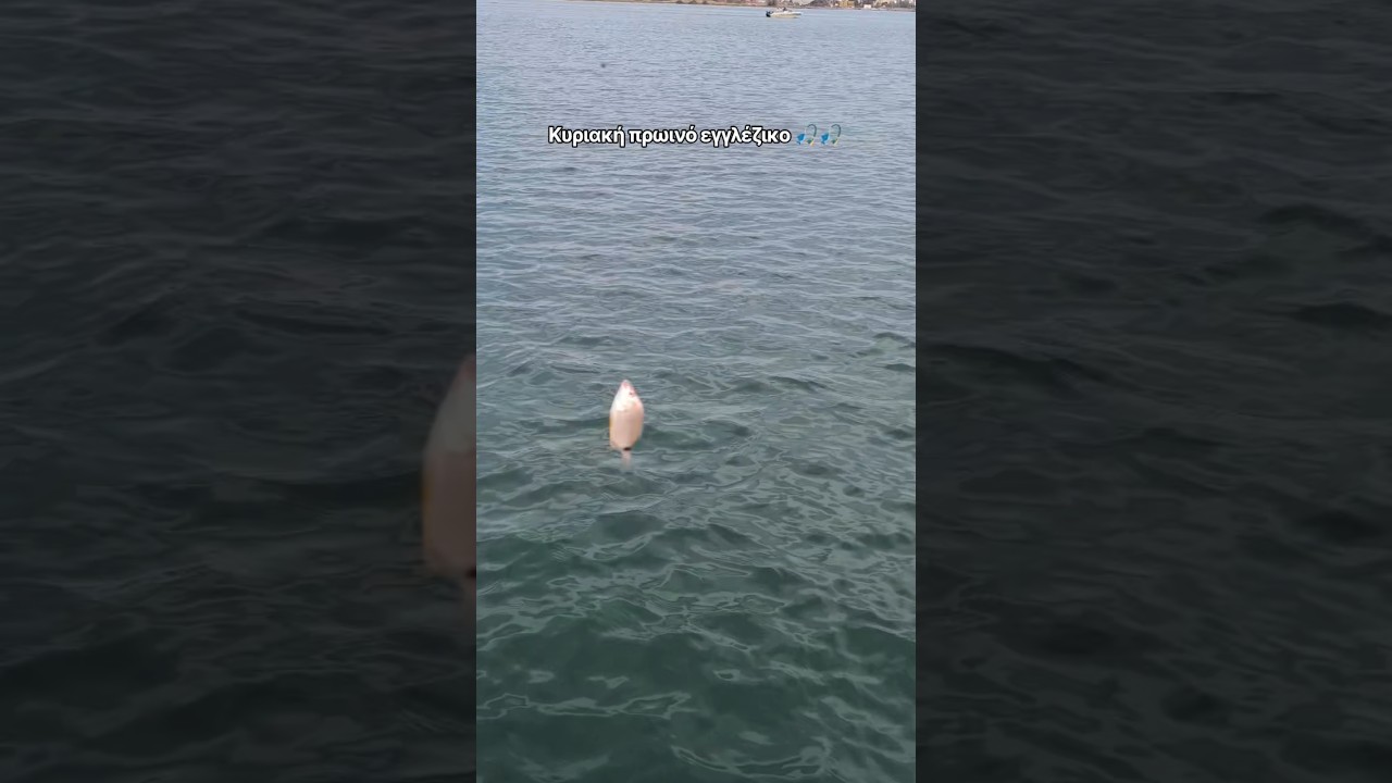 πρωινό ψάρεμα, εγγλέζικο παιχνίδι με τα μικρά🎣 #fishing #fish #catchandrelease #greekfishin
