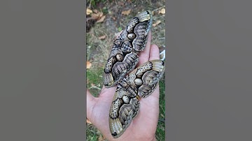 Giant OWL moth! Brahmaea wallichii