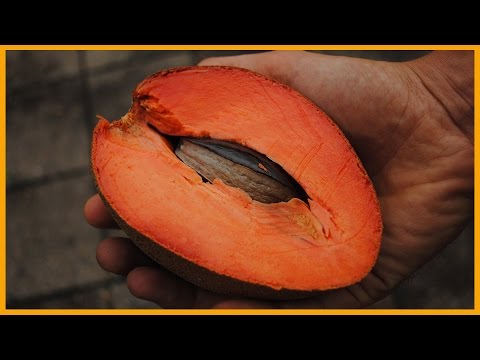 MAMEY SAPOTE: THE SWEETPOTATO PUMPKIN PIE FRUIT | KNOW YOUR FRUITS