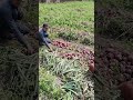 Fresh Onion Harvest | Unique Variety in Pakistan #shortsvideo #agriculture