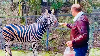 Олег Зубков Приехал В Сказку Посмотреть Как Чувствует Себя Зебра Крым, Которой Спилили Копыта!?