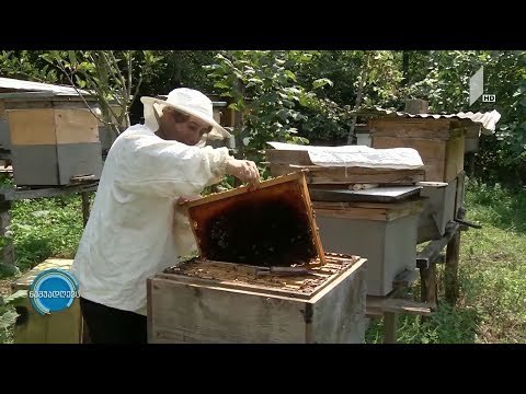 #ნაშუადღევს ტკბილი ბიზნესი მაღალმთიან აჭარაში