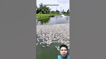 Thải quá nhiều phân lợn làm cá ngỏm hết #caucathugian #thuongreaction #fishing