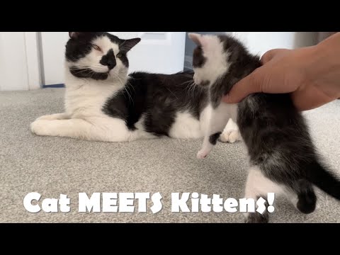 Baby kittens MEET their Cat DAD for First Time! - Funny Reaction!😹