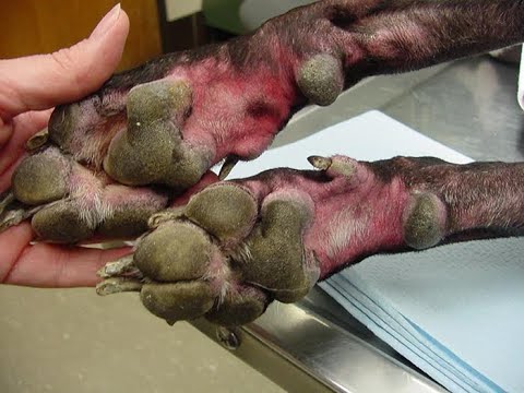 Video: Oireet Canine Distemperille