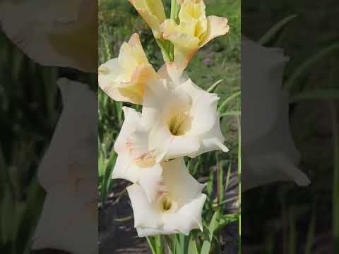 Гладіолус Cream Perfection