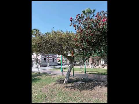 ALCORNOQUES - REFUGIADOS