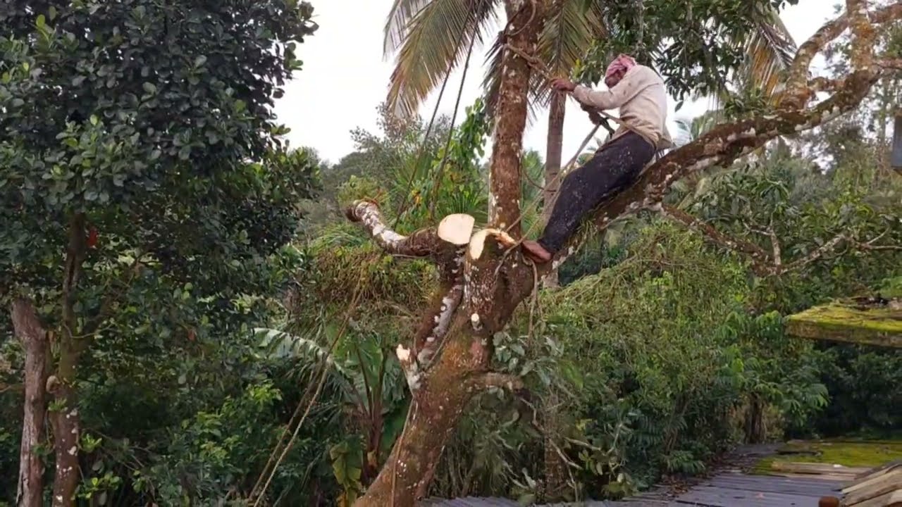 വീടിനു മുകളിൽ ചാഞ്ഞു നിന്ന കൂറ്റൻ മാവ് മുറിച്ചപ്പോൾ 