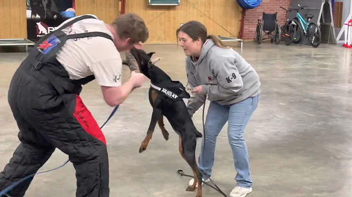 Super Doberman Puppy "Faren" 5 Mo's Protection Tes...