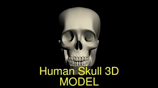 3D Model of Human Skull Review screenshot 5