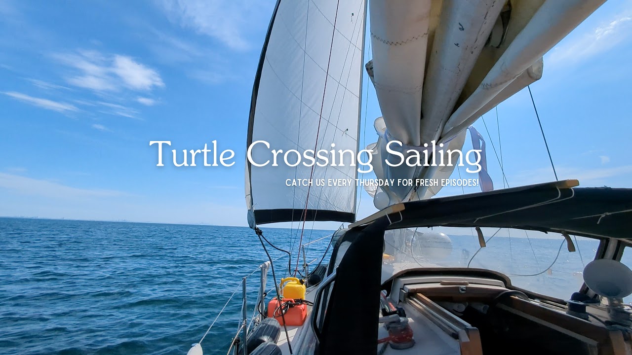 Turtle Crossing - Sailing Live Stream