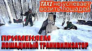 Ловим 300000 рублей и Возвращаем их Домой/Жизнь в Сельской Местности/Лошадиный Транквилизатор