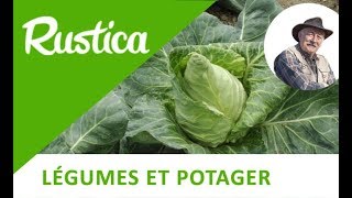 La Culture Des Choux