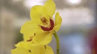 Floriade The North Shores Premier Florist