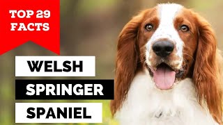 99% of Welsh Springer Spaniel Dog Owners Don't Know This