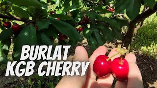KGB cherry Burlat harvest time