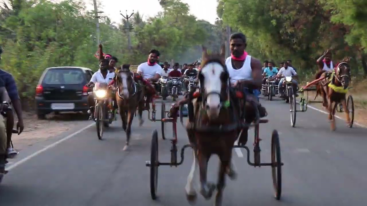 நாமக்கல் மோகனூர் பெரிய குதிரை சீறி பாய்ந்த சிறுத்தைகள் #நாமக்கல்மாவட்டம் மோகனூர்குதிரைபந்தயம்